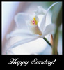Happy Sunday