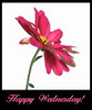 Happy Wednesday