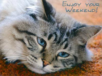 weekend cat
