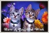 have a beautiful week, kitties