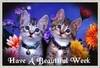 have a beautiful week, kitties