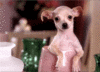 Happy-Bday,-Love-DogInCup