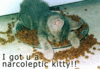 Happy-Bday,-Sleepy-Kitty!