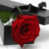 Red rose