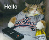 Hello - cat with corona extra beer