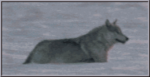 Running wolf