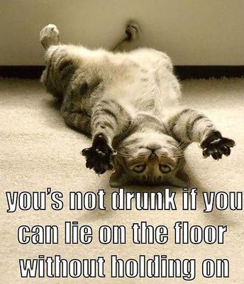 funny drunk cat