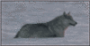 Running wolf