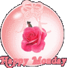 HAPPY MONDAY! PINK ROSE