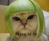 Helmet Cat