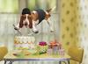 Beagle Impossible