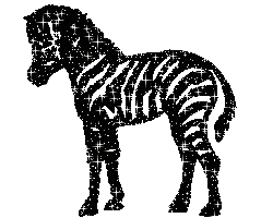 zebra!