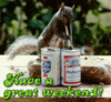 Squirrel