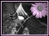 EMO FLOWER