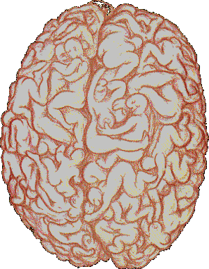 malebrain