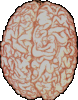 malebrain