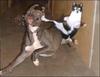 ninjakittycat