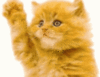 hello