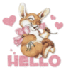 hello bunny