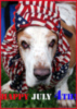 Happy 4th of July!
