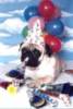 Happy B-day, funny dog