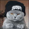 funny cat xoxo