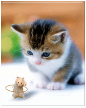 little kitten