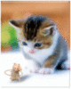 little kitten