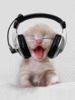 funny cat..