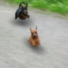 flying dogs