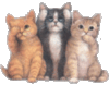 Animated Cats