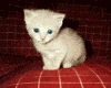 Wild Kitty
