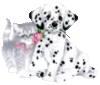 cat and dog