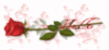 hello, red rose