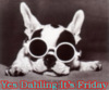 friday dog
