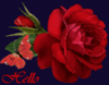 hello, red rose