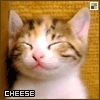 cheese