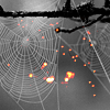 Halloween spider