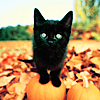 black cat halloween