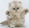 Kitten