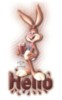 hello rabbit