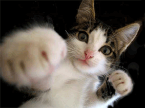 Dangerous Kitty