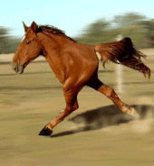 Half Horse