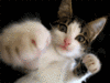 Dangerous Kitty