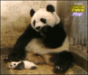 funny panda