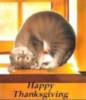 Thanksgiving Cat