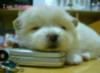 Doggie Thinking