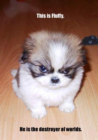 This Is Fluffy The Destroyer Of Worlds