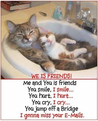 We Is Friends - Cats