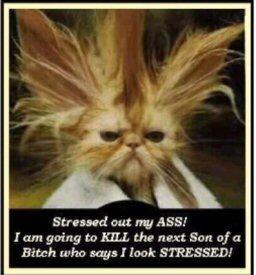 Cat - Stressed Out My Ass